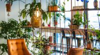 plantes maison